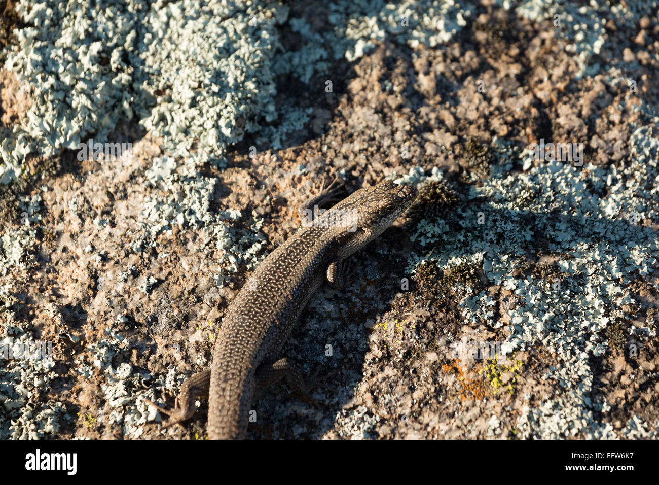 A photograph of a tree skink (tree-crevice skink) on a granite boulder in central western NSW, Australia. Stock Photo