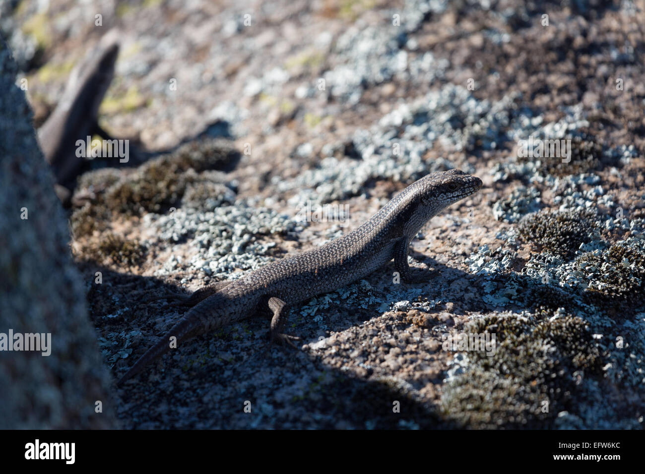 A photograph of a tree skink (tree-crevice skink) on a granite boulder in central western NSW, Australia. Stock Photo