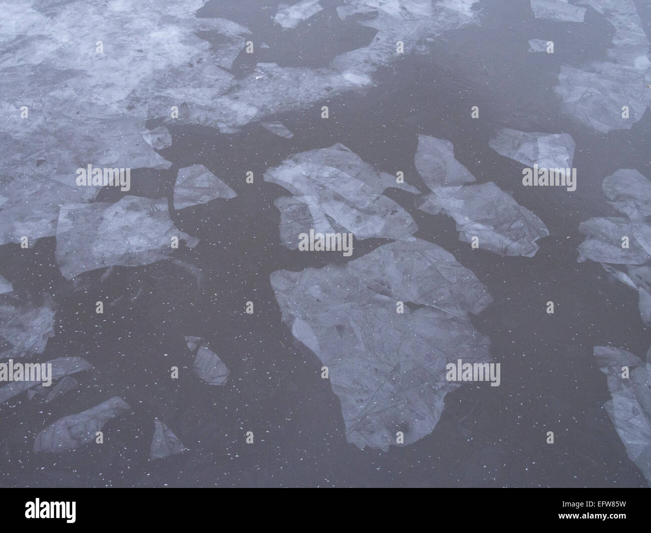 Ice cubes on water Stock Photo