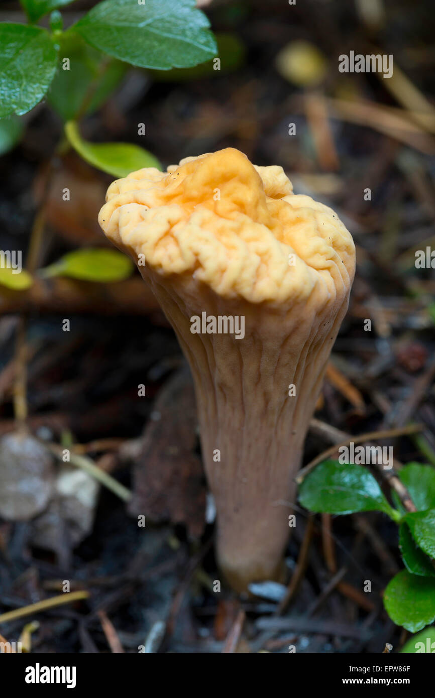 Club Fungus (Clavariadelphus truncatus) mushroom growing in the woods of Washington. USA. fall Stock Photo