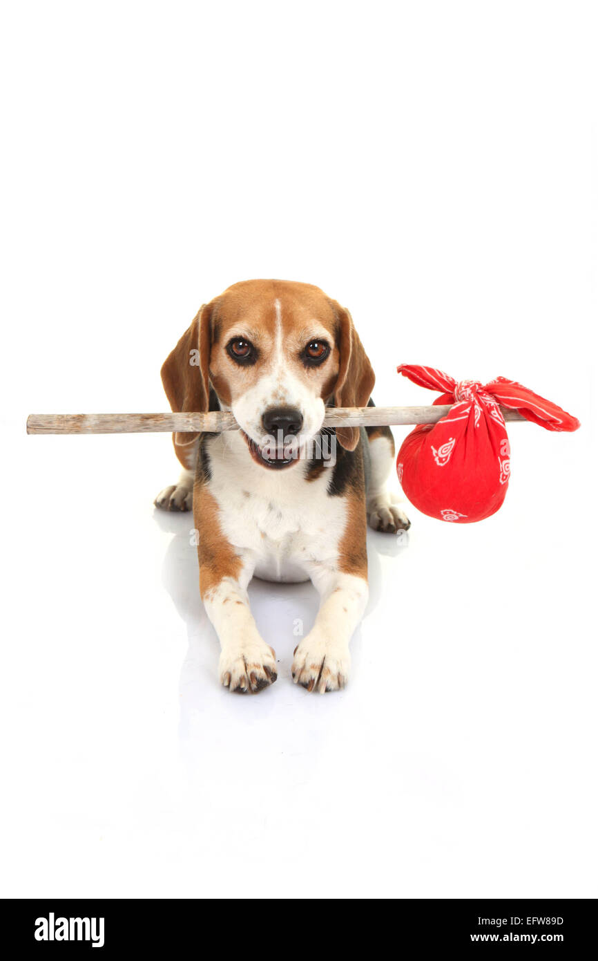 concept for runaway dog , pets holiday kennels  home or lost animal Stock Photo