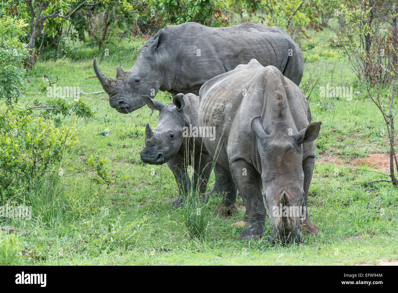 Two adult White rhinoceros, (Ceratotherium simum), with one calf, Kruger National Park, South Africa Stock Photo