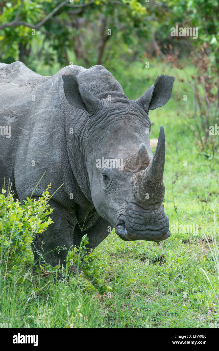 Portrait of a White rhinoceros, (Ceratotherium simum) looking at camera, Kruger National Park, South Africa Stock Photo