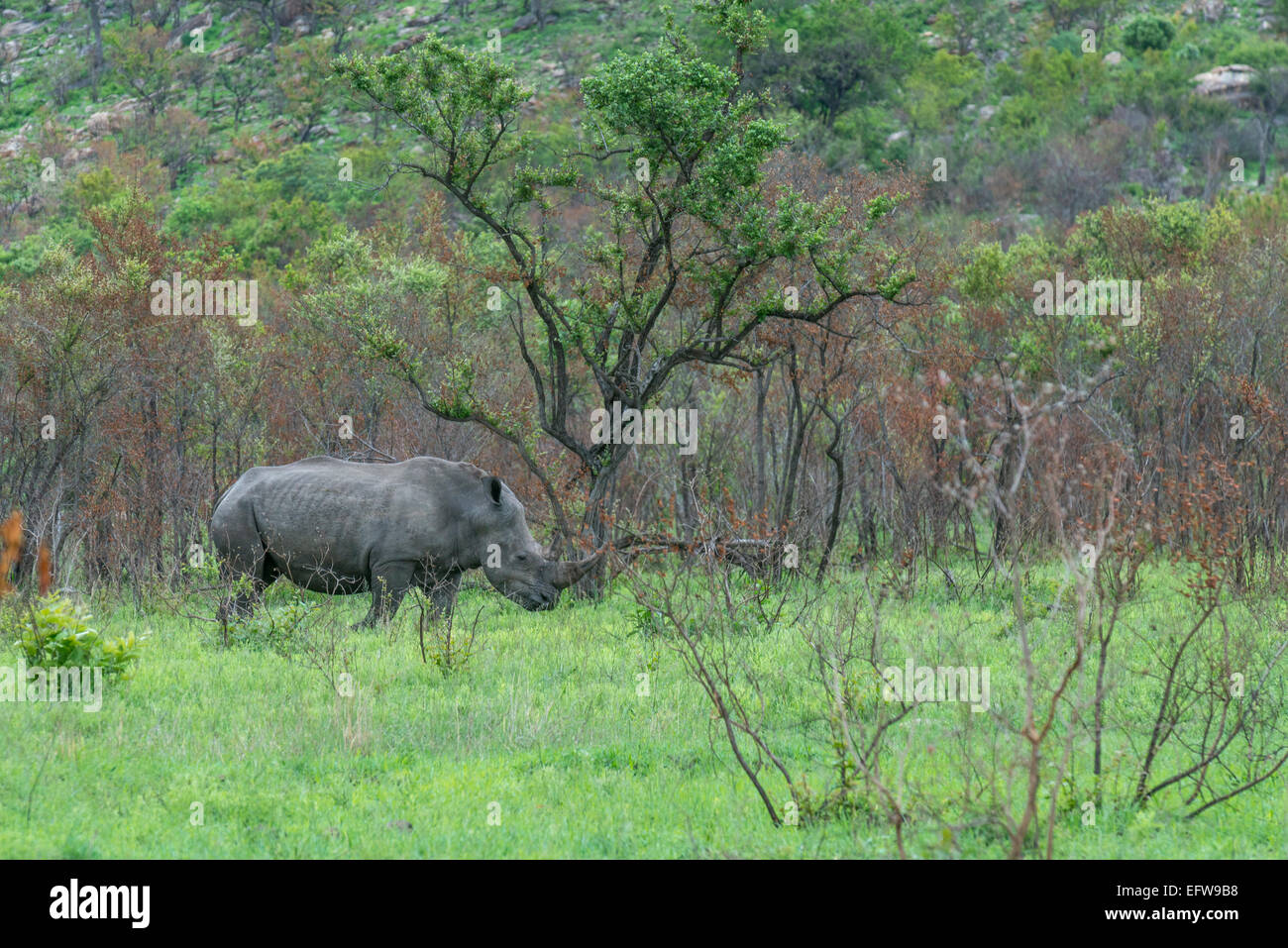 A White rhinoceros, (Ceratotherium simum), in lush habitat, Kruger National Park, South Africa Stock Photo