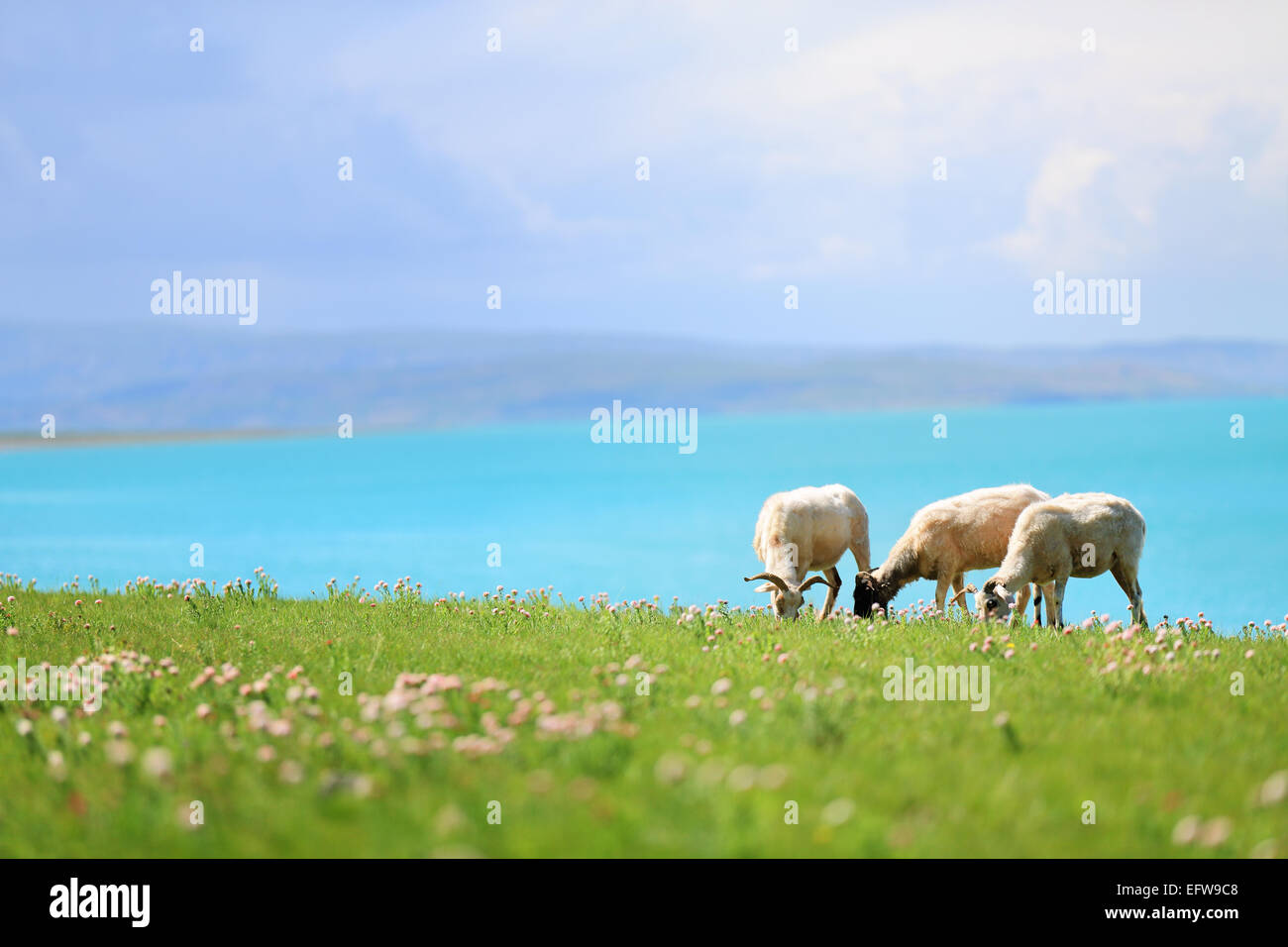 Sheep graze in meadow near lake Stock Photo