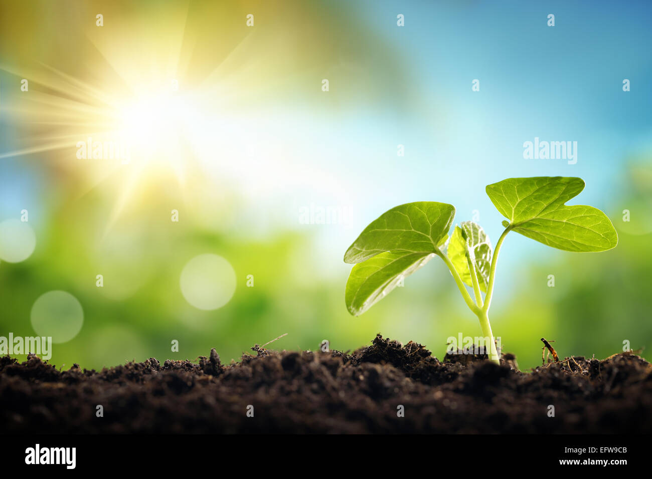 Young sprout in springtime,Closeup. Stock Photo