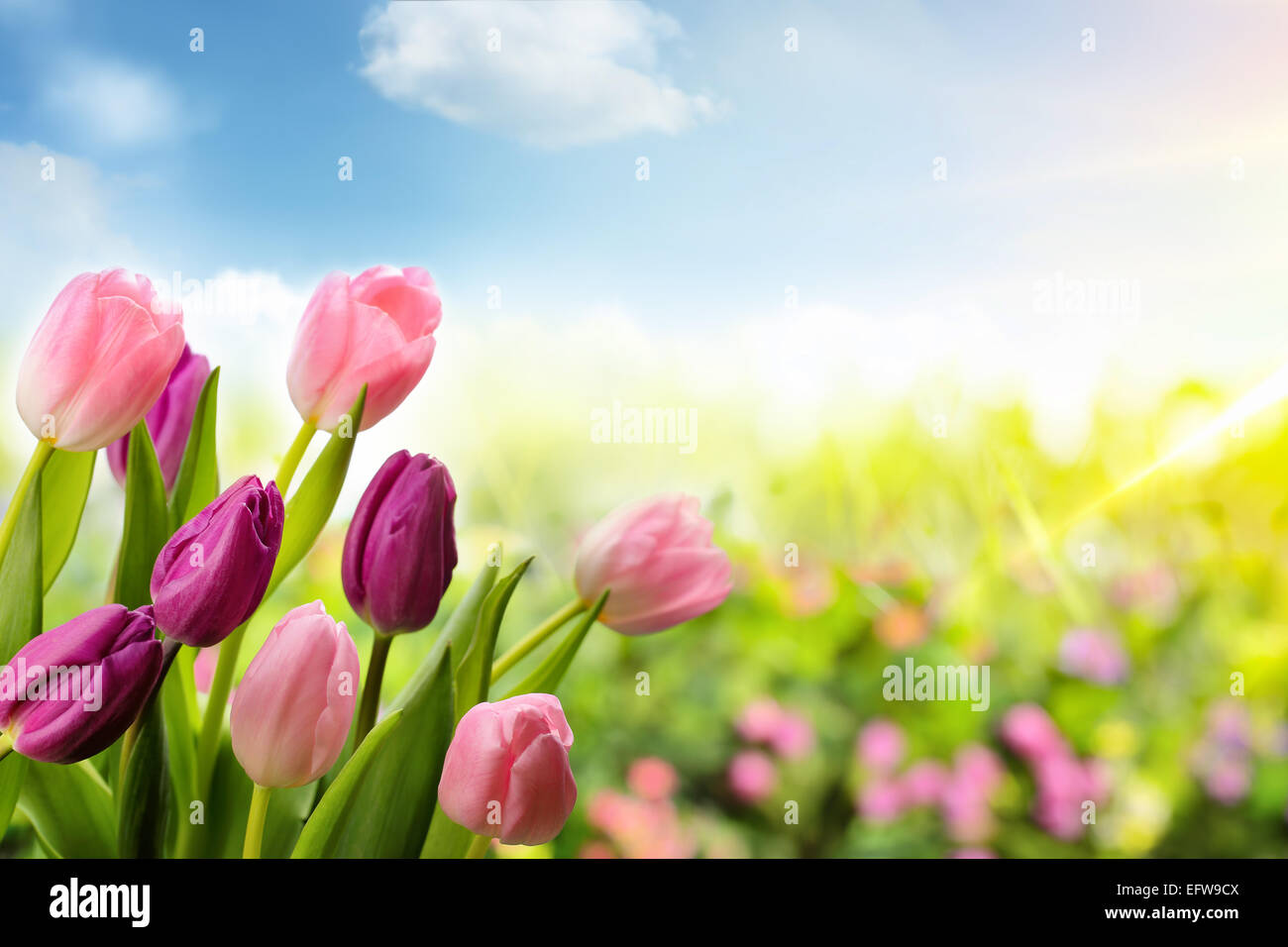 tulip flowers field in the morning Stock Photo