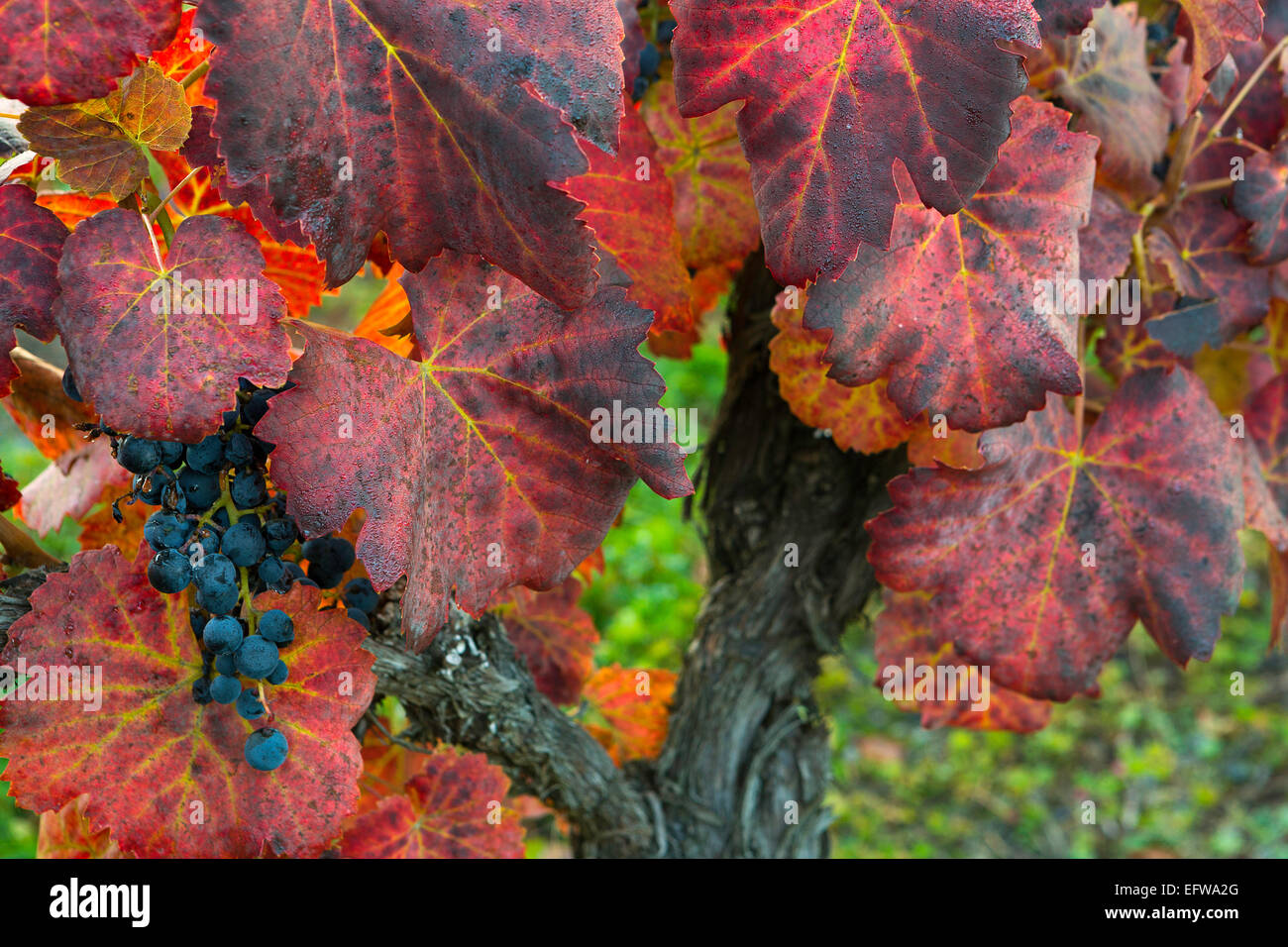 Grapes and grape leaves still on the vine on a frosty morning in fall. Leavenworth, Washington. USA Stock Photo