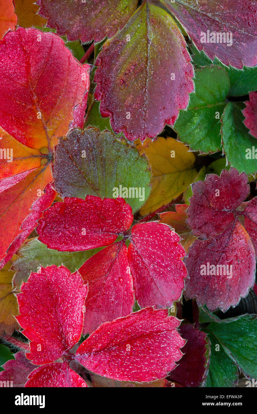 Strawberry leaves on a frosty morning in fall. Leavenworth, Washington. USA Stock Photo