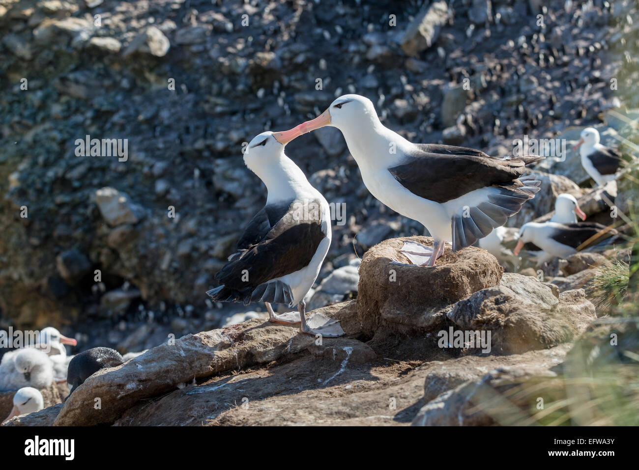 Black brow albatross pair bonding, New Island, Falklands Stock Photo