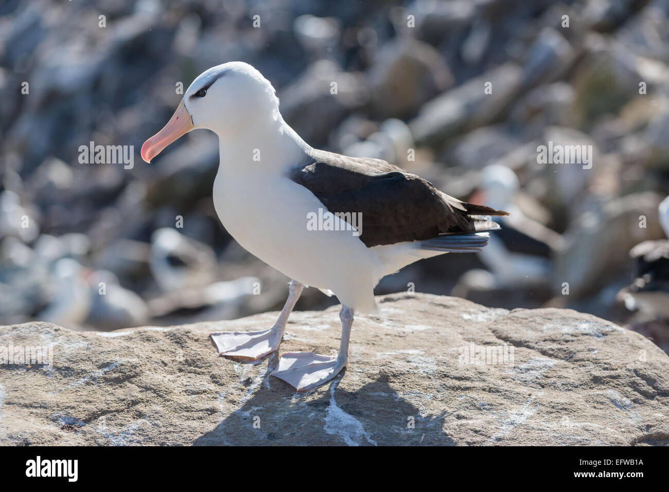 Black brow albatross, New Island, Falklands Stock Photo