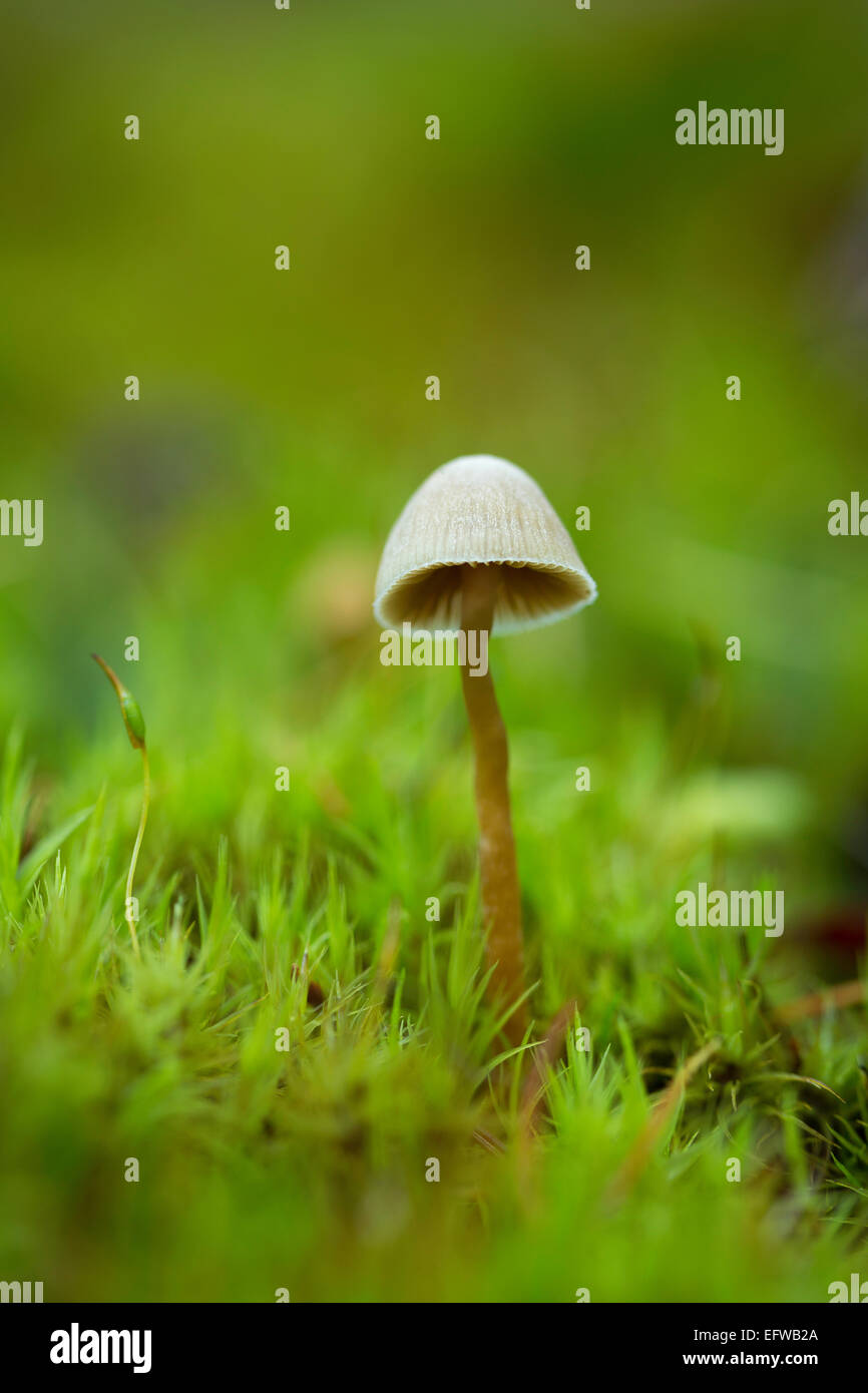A delicate mushroom grows amongst the moss in Washington. USA Stock Photo