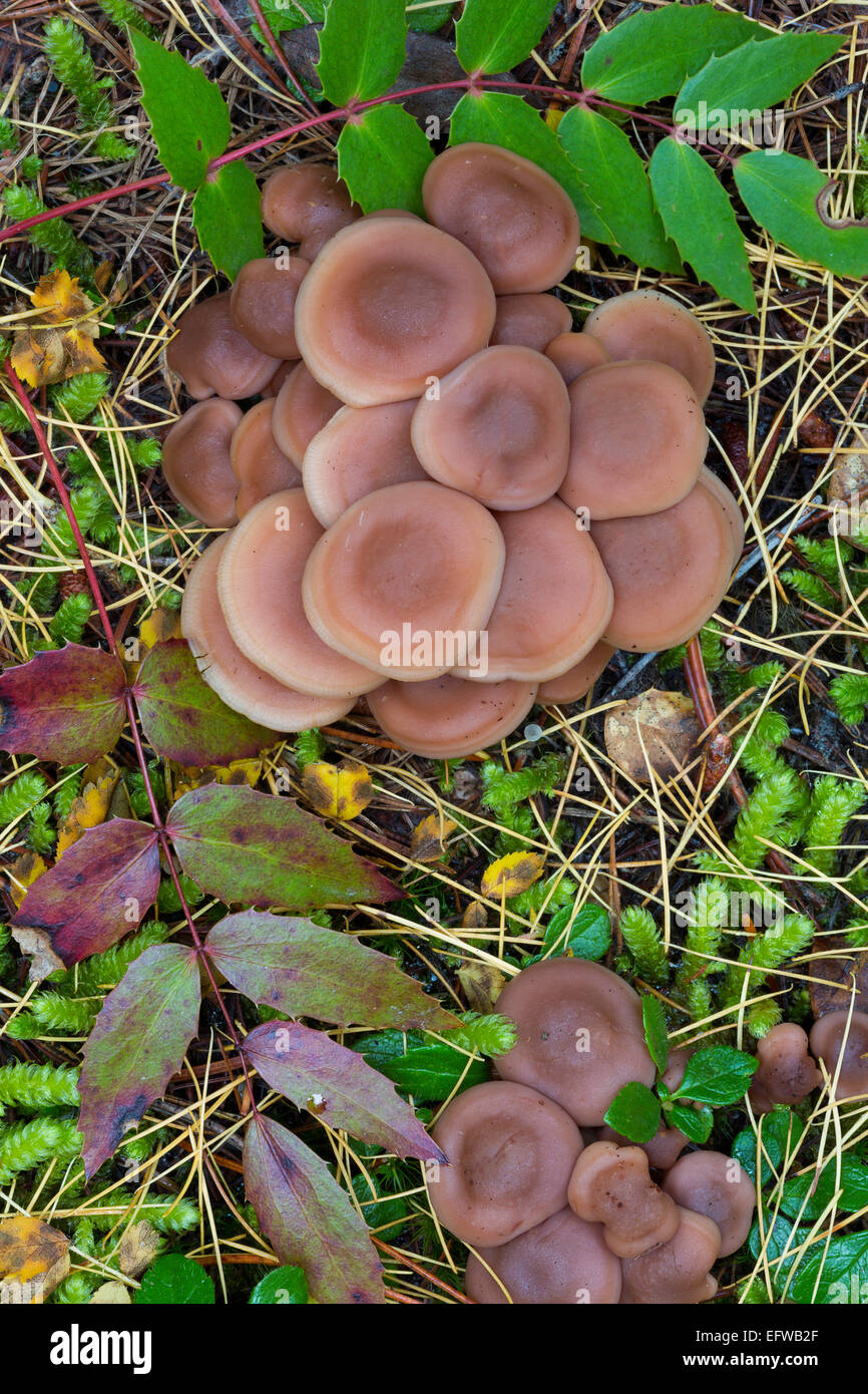 Patches of mushrooms cover the ground in Washington's North Cascades. fall. USA Stock Photo