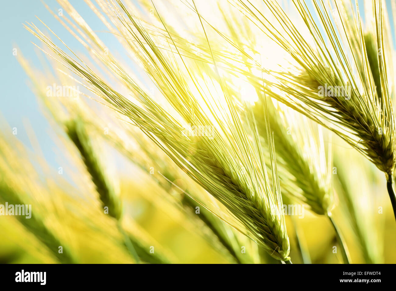 Green wheat in field at sunset Stock Photo