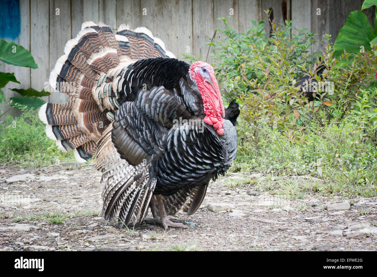 Freerange Turkey Stock Photo Alamy