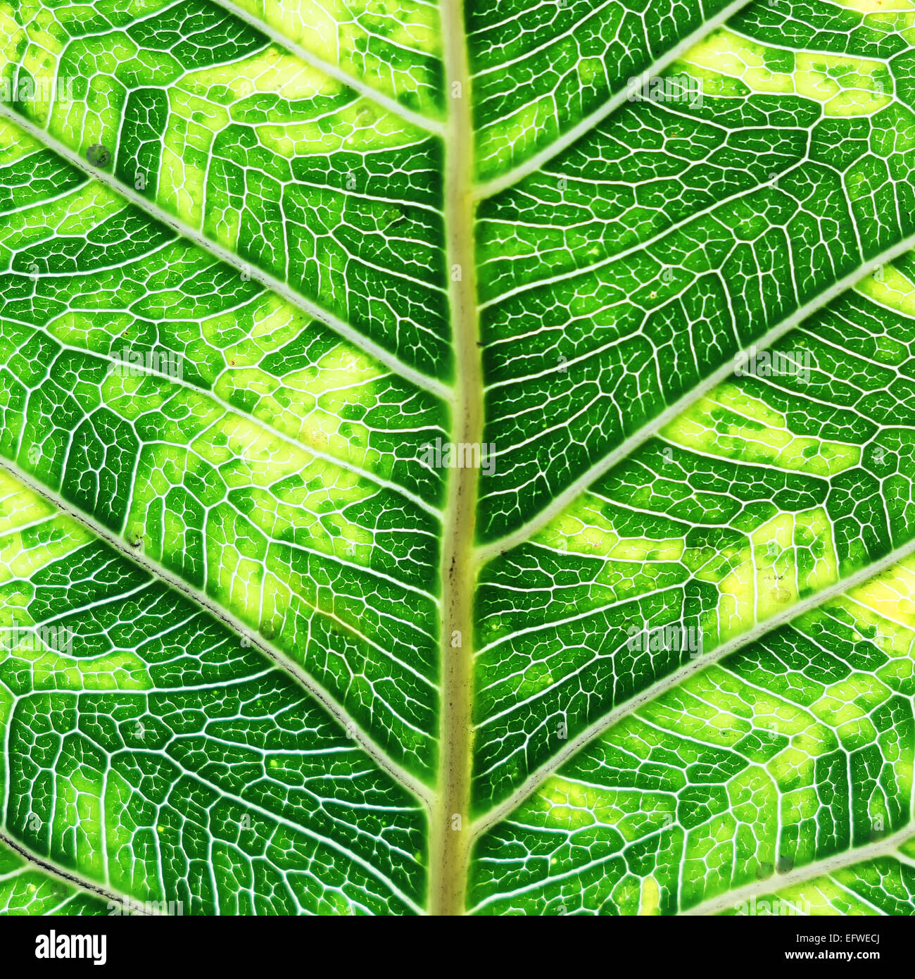 texture of leaf as background Stock Photo Alamy