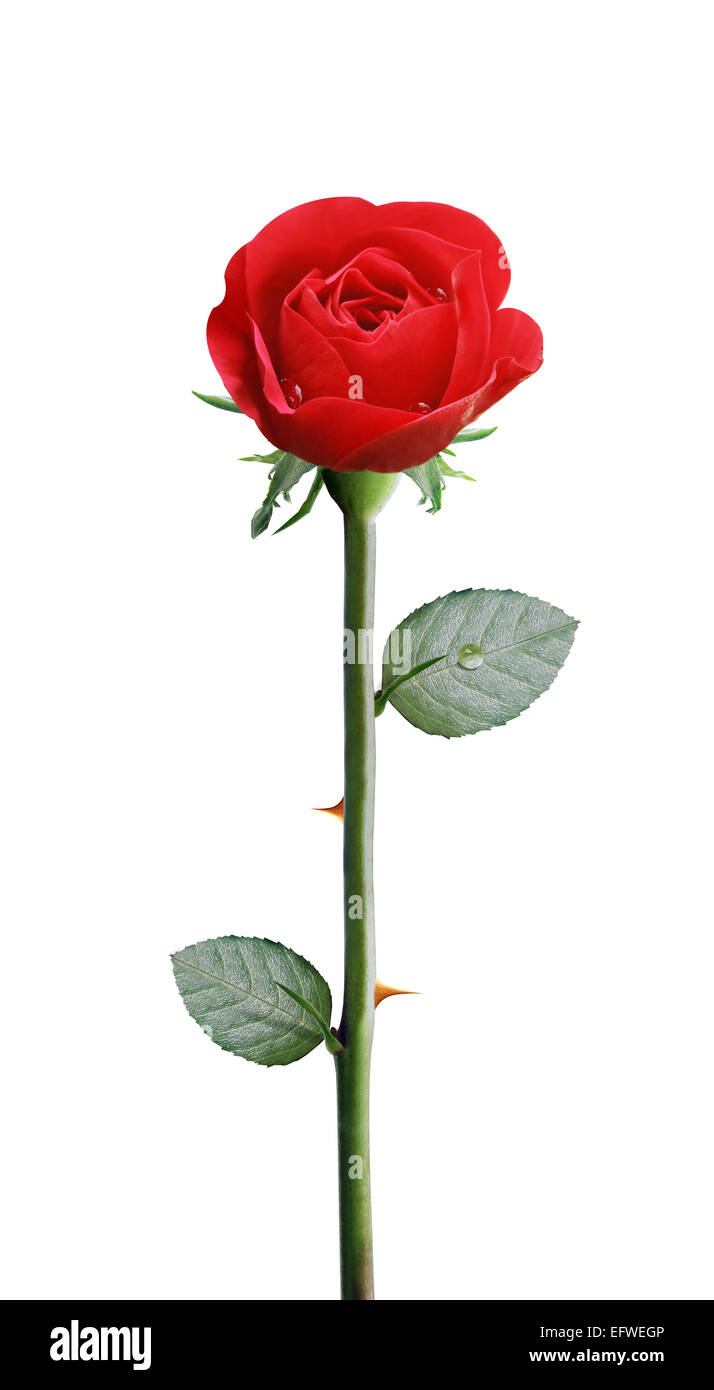 fresh red rose isolated on white background,, clipping path and alpha channel included. Stock Photo