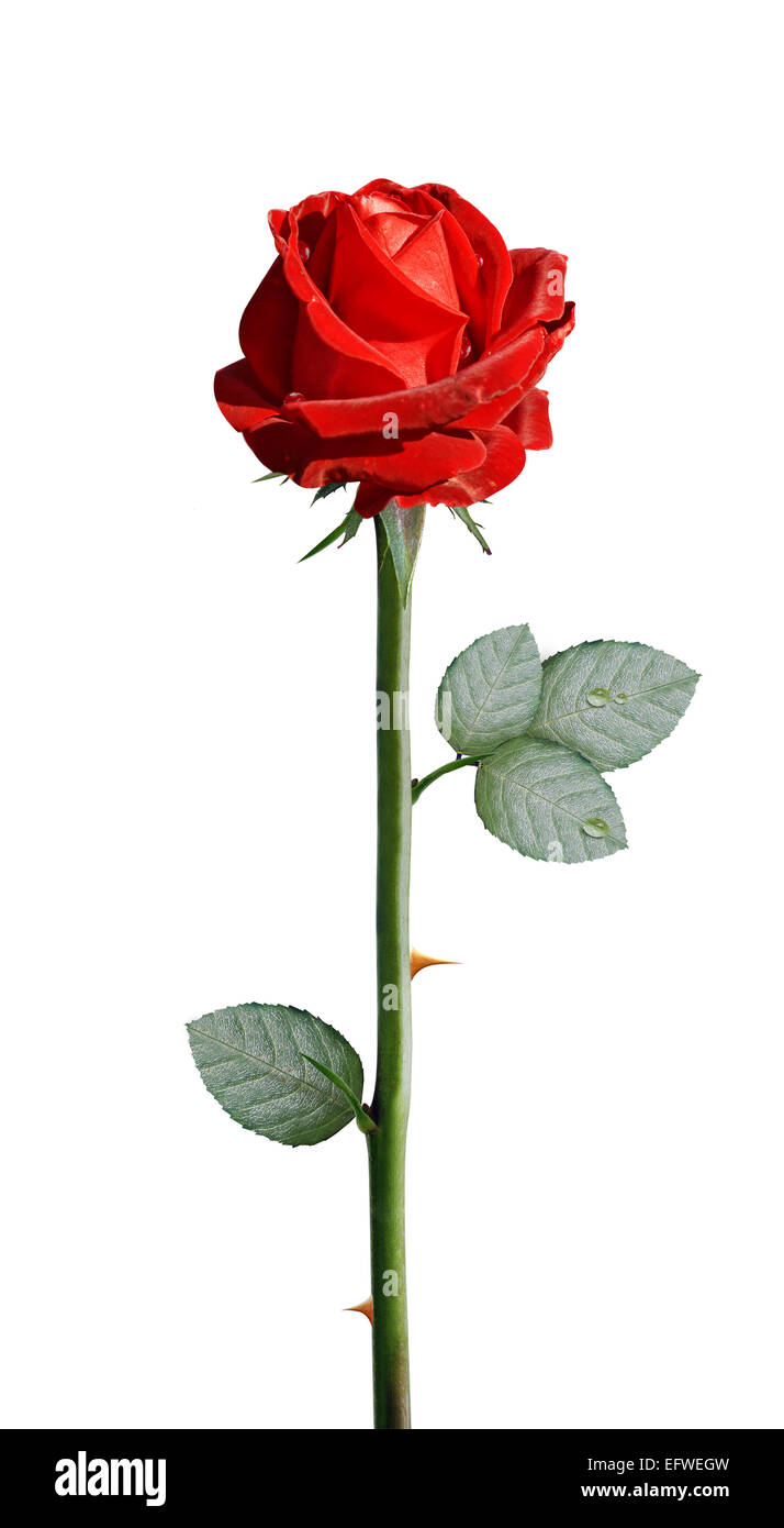 fresh red rose isolated on white background,, clipping path and alpha channel included. Stock Photo