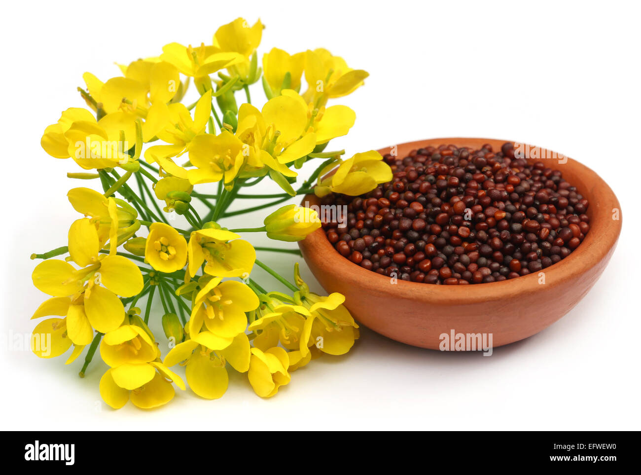 Mustard flowers and oil over white background Stock Photo