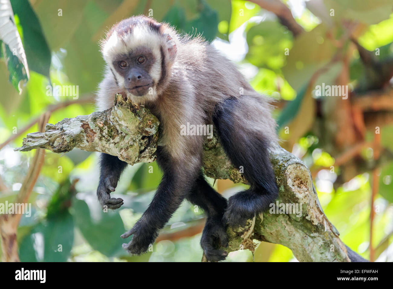 View of a capuchin monkey relaxing in the jungle near Coroico, Bolivia Stock Photo