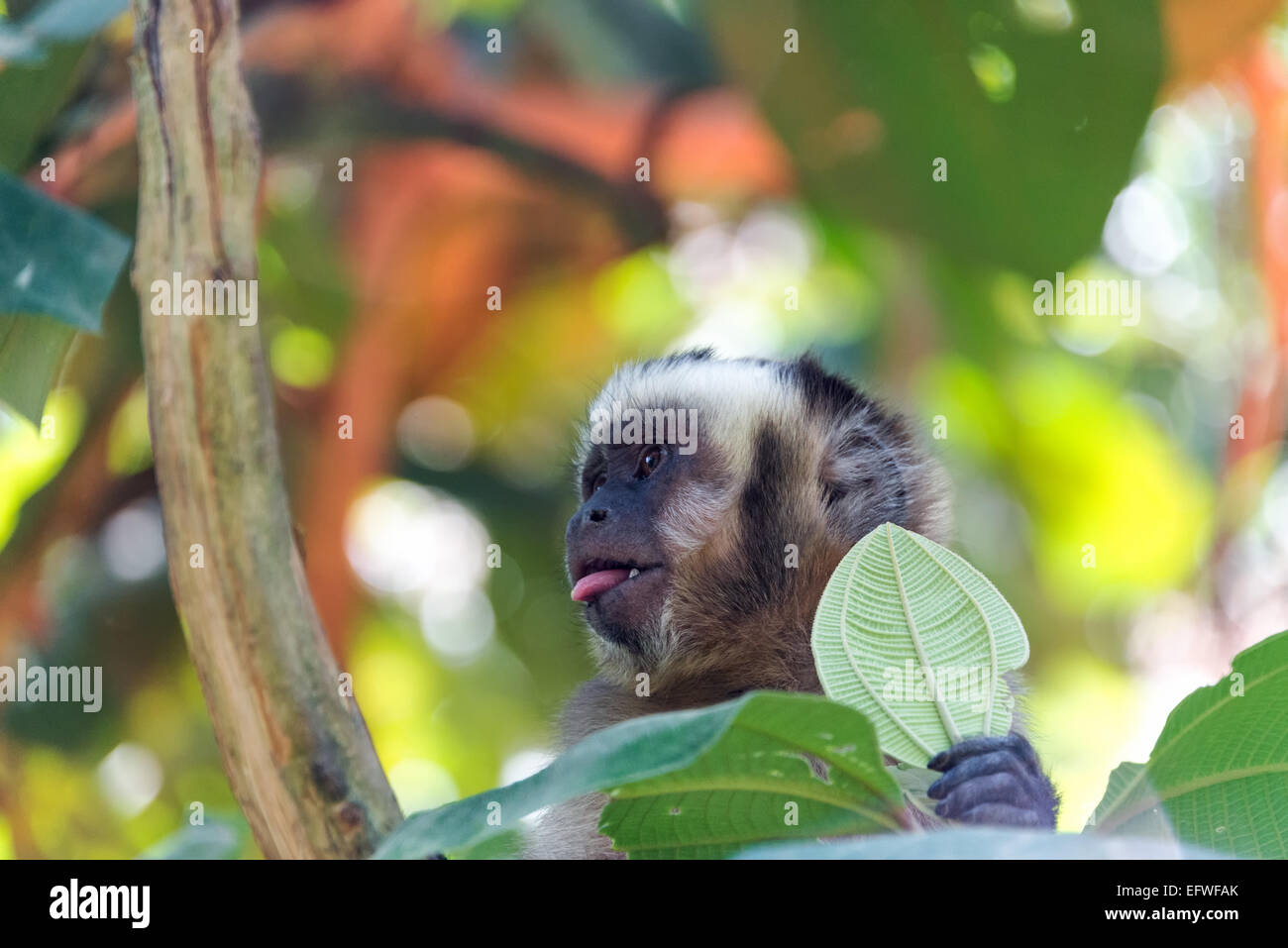 Capuchin monkey with its tongue sticking out in the jungle near Coroico, Bolivia Stock Photo