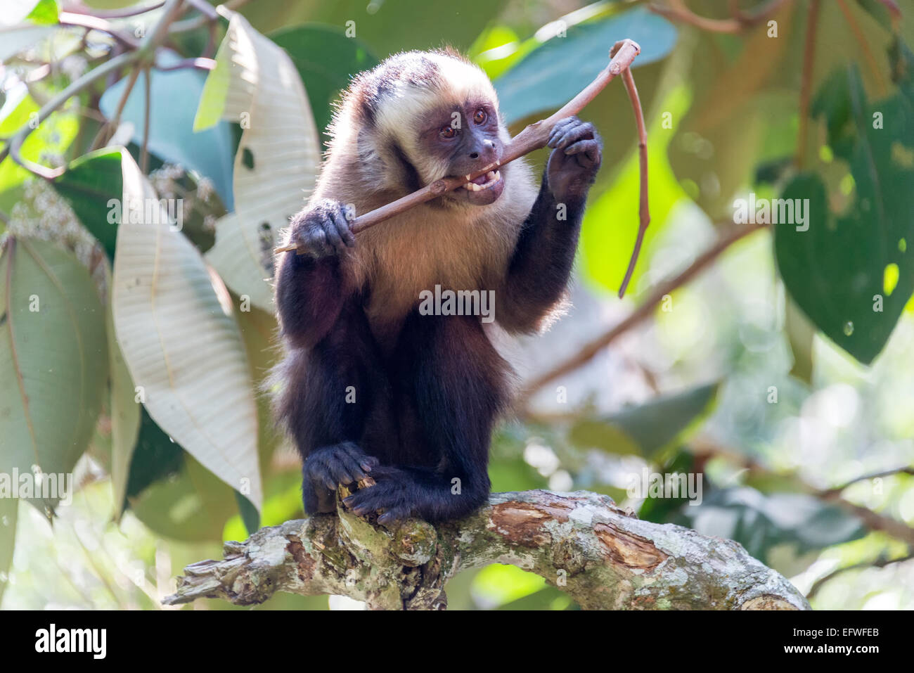 Capuchin monkey chewing on a stick in the jungle near Coroico, Bolivia Stock Photo