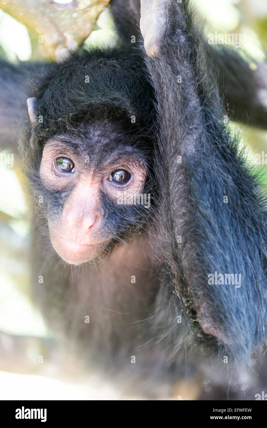 Vertical view of a spider monkey hanging in a tree in the jungle near Coroico, Bolivia Stock Photo