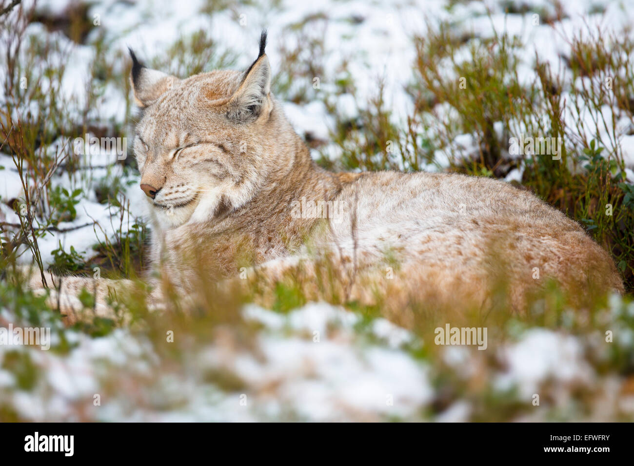 Sleeping lynx hi-res stock photography and images - Alamy
