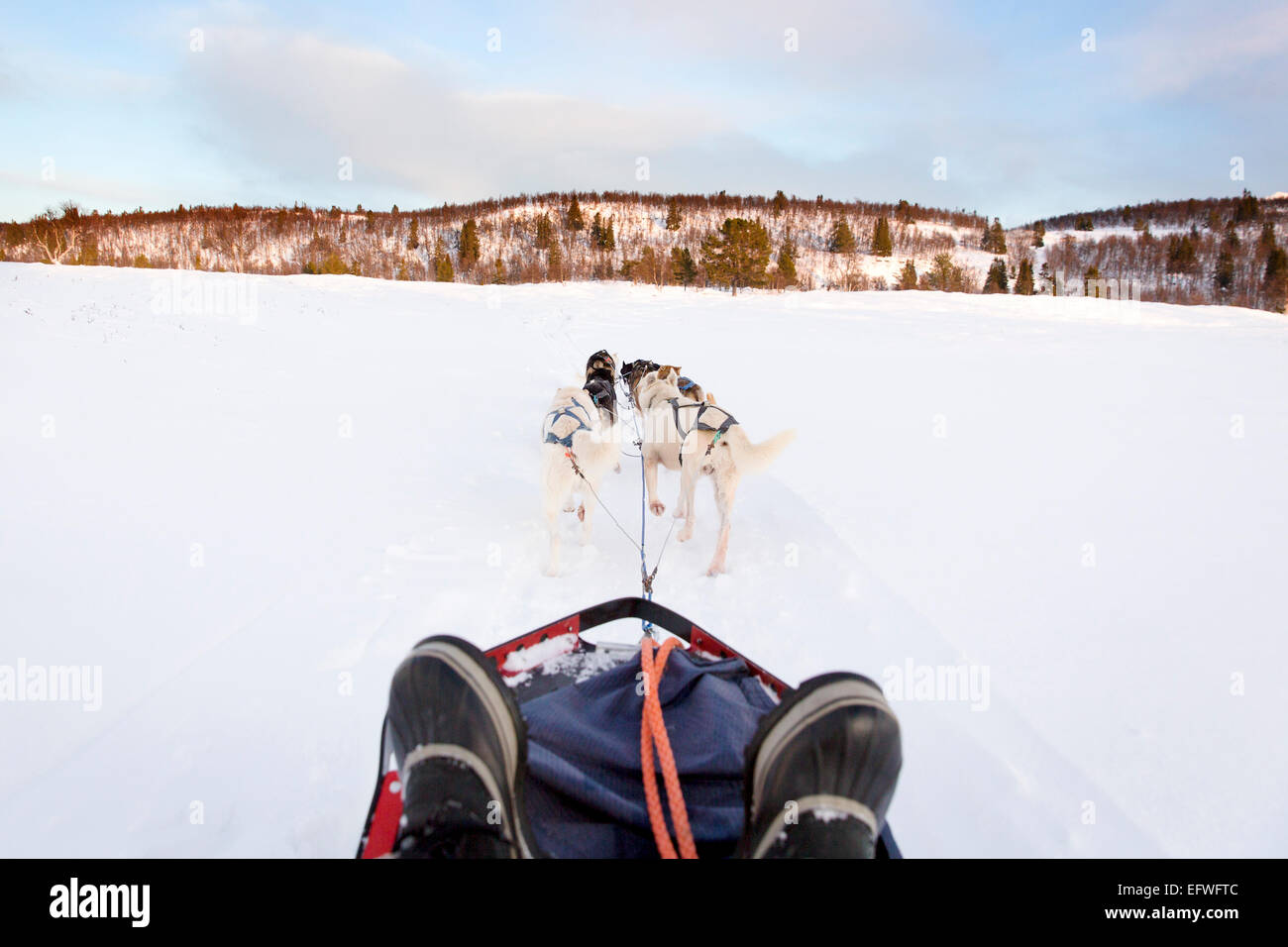 Sledding with husky dogs in the winter Stock Photo