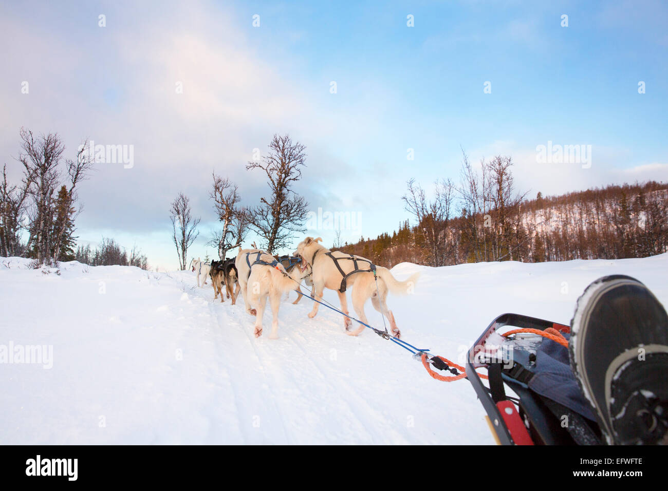 Dog sledding with huskies in the cold winter Stock Photo