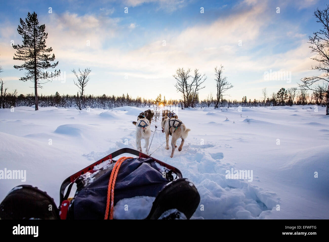 Dog sledding with huskies in beautiful sunset Stock Photo