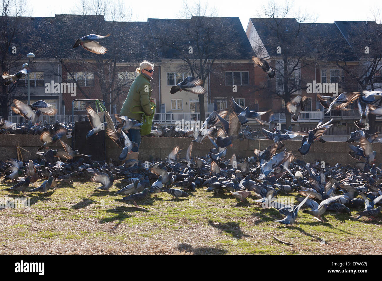 Woman feeding feral pigeons - USA Stock Photo