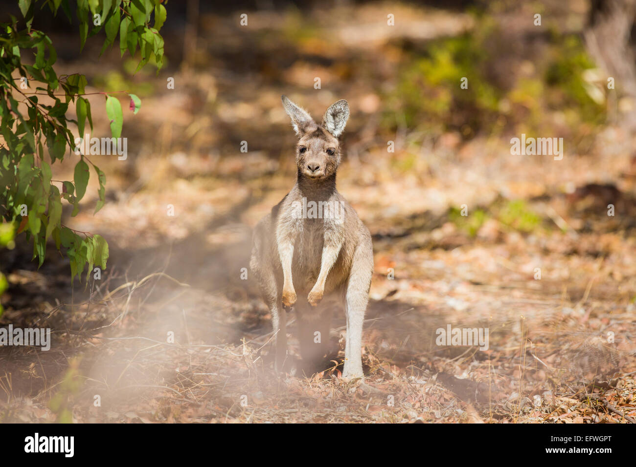 Kangaroo in Australia Stock Photo