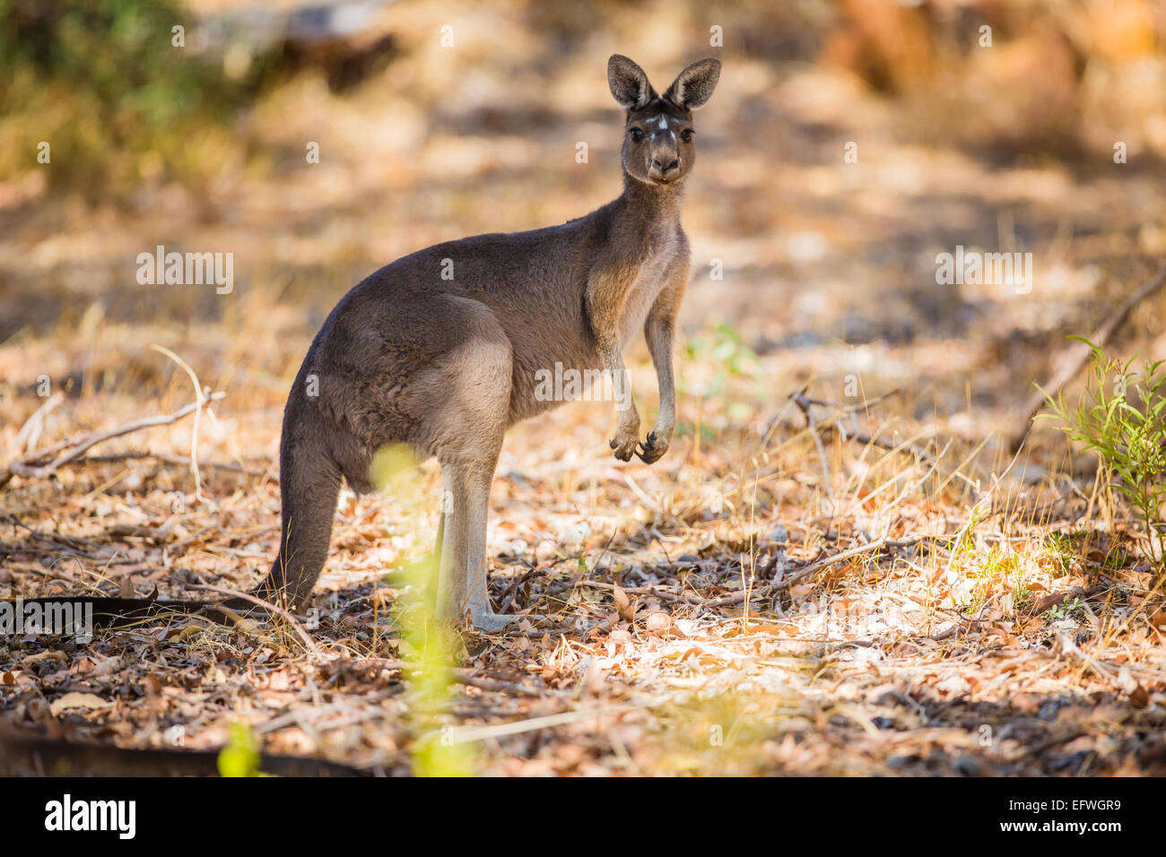 Standing kangaroo in the wild Stock Photo