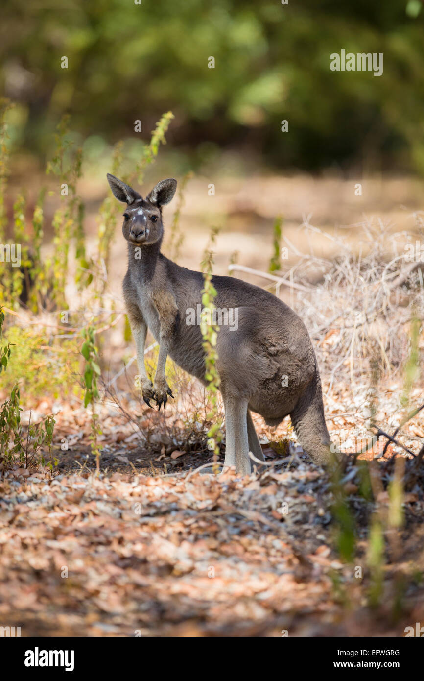 One kangaroo Stock Photo