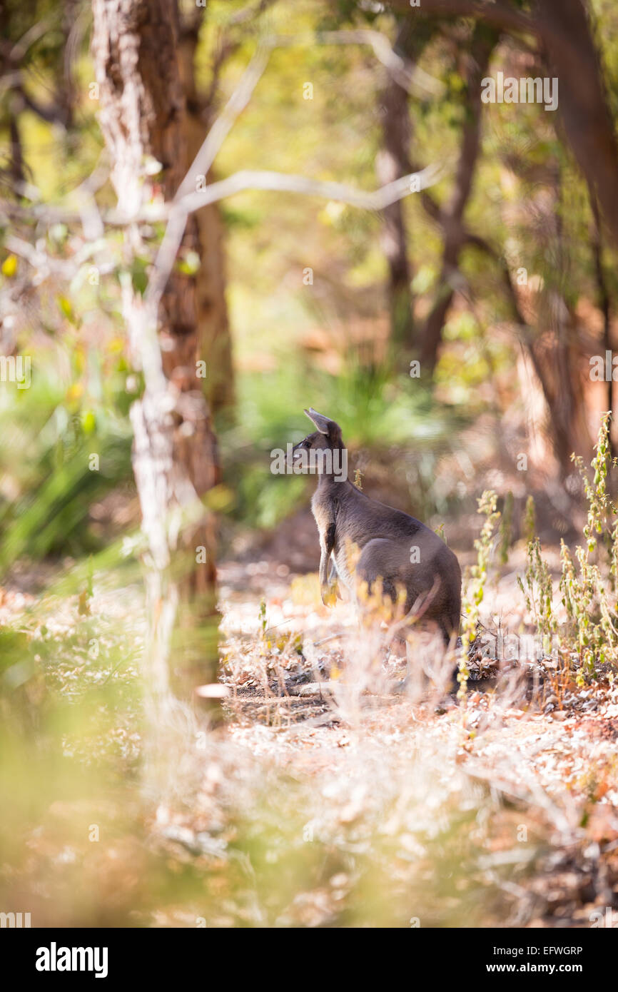 Kangaroo in western Australia Stock Photo