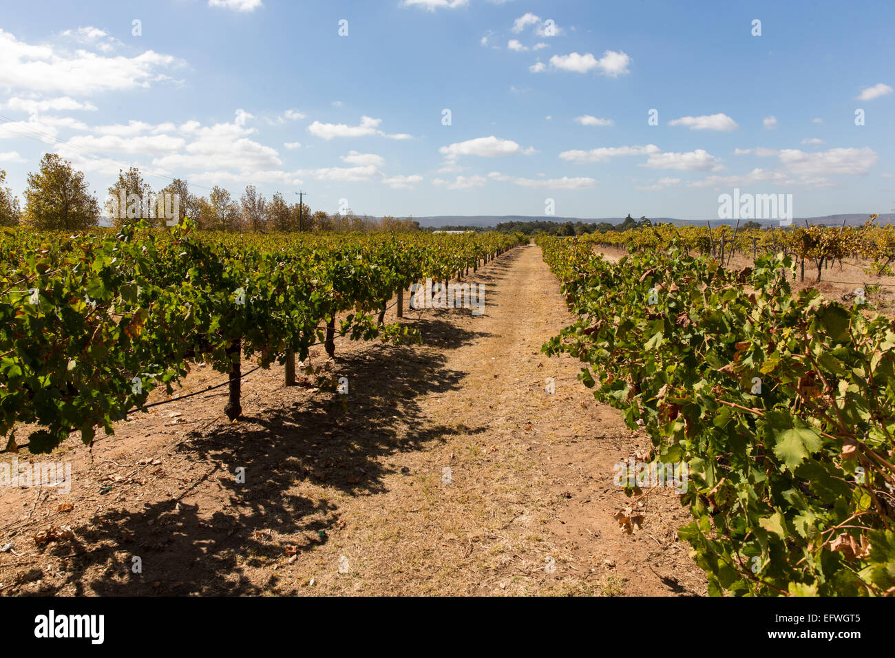 Grape vines for wine production Stock Photo