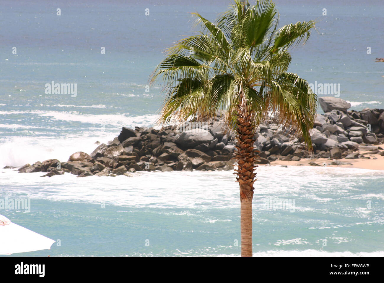 Palm tree in Cabo Sanlucas Beach Stock Photo Alamy