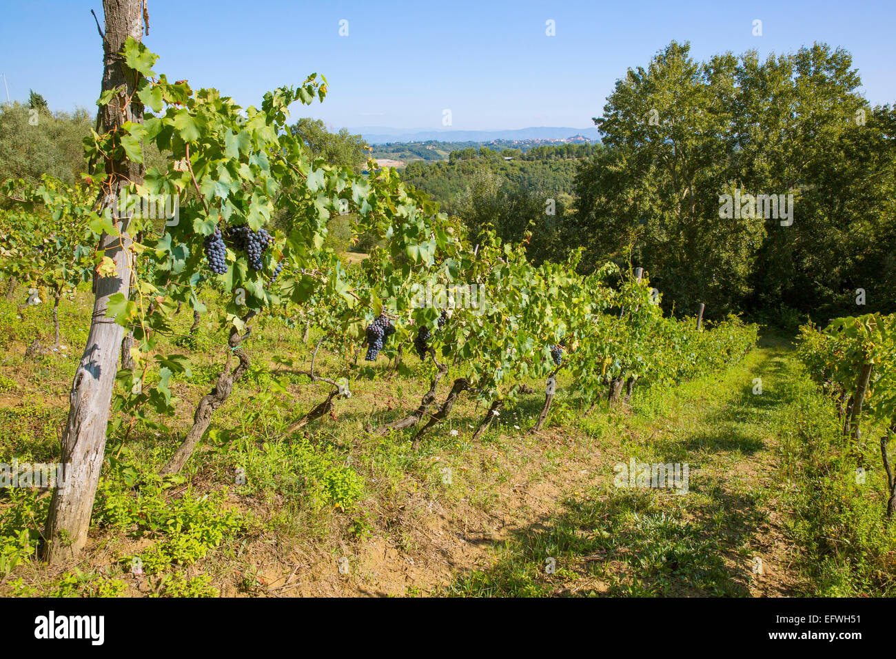 Organic grape vines for wine production in Tuscany Stock Photo Alamy
