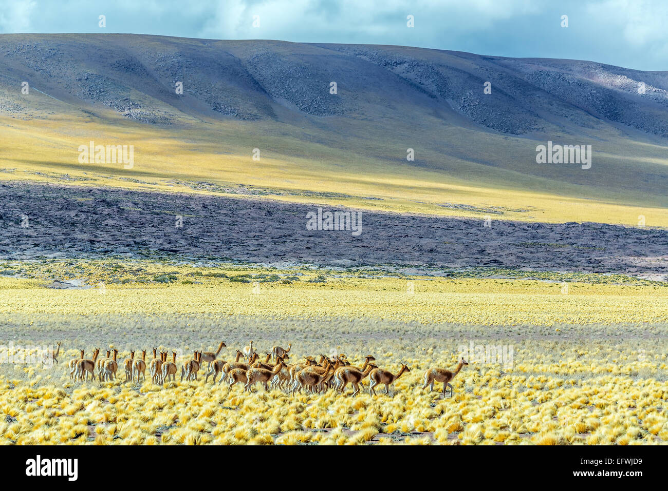 Herd of Vicunas near San Pedro de Atacama, Chile Stock Photo