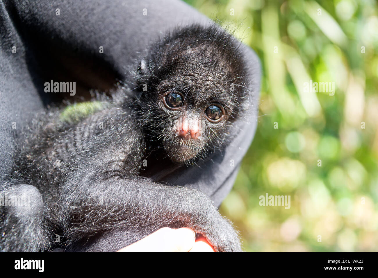 Woman holding a small three month old spider monkey in Madidi National Park in Bolivia Stock Photo