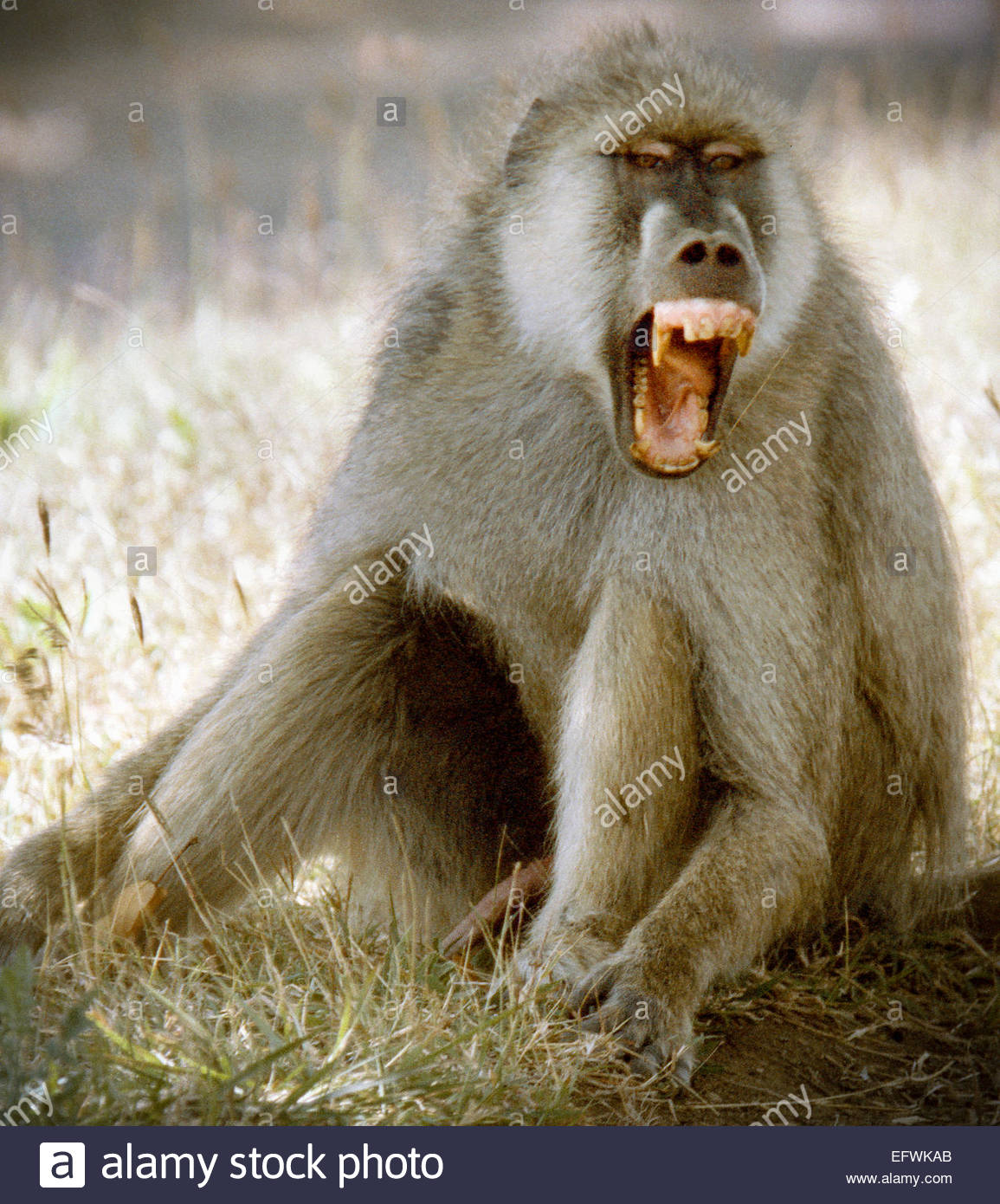 Monkey Baboon Barking Primate Wild Animal Teeth United ...