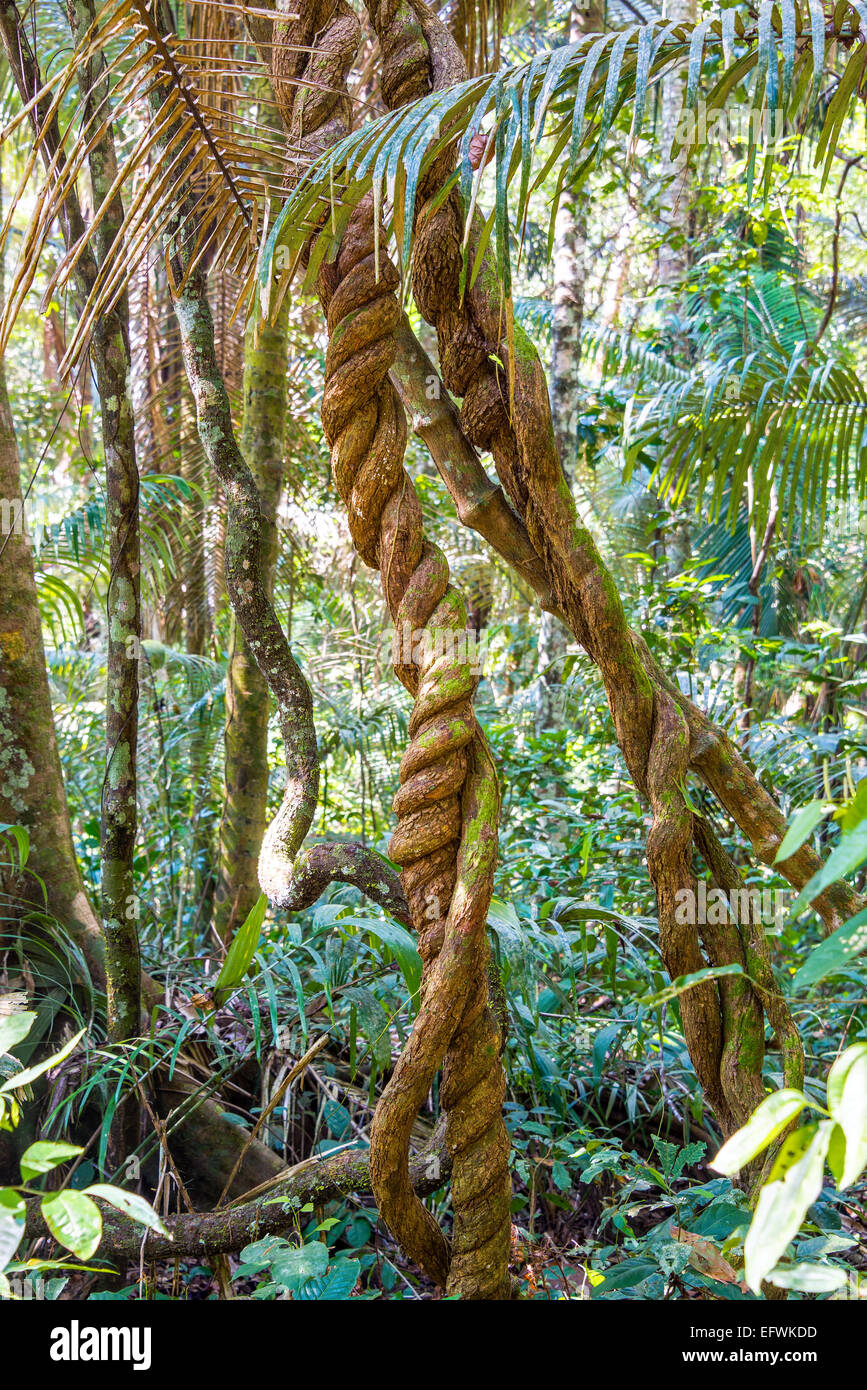 Jungle vines and foliage in Madidi National Park near Rurrenabaque, Bolivia Stock Photo