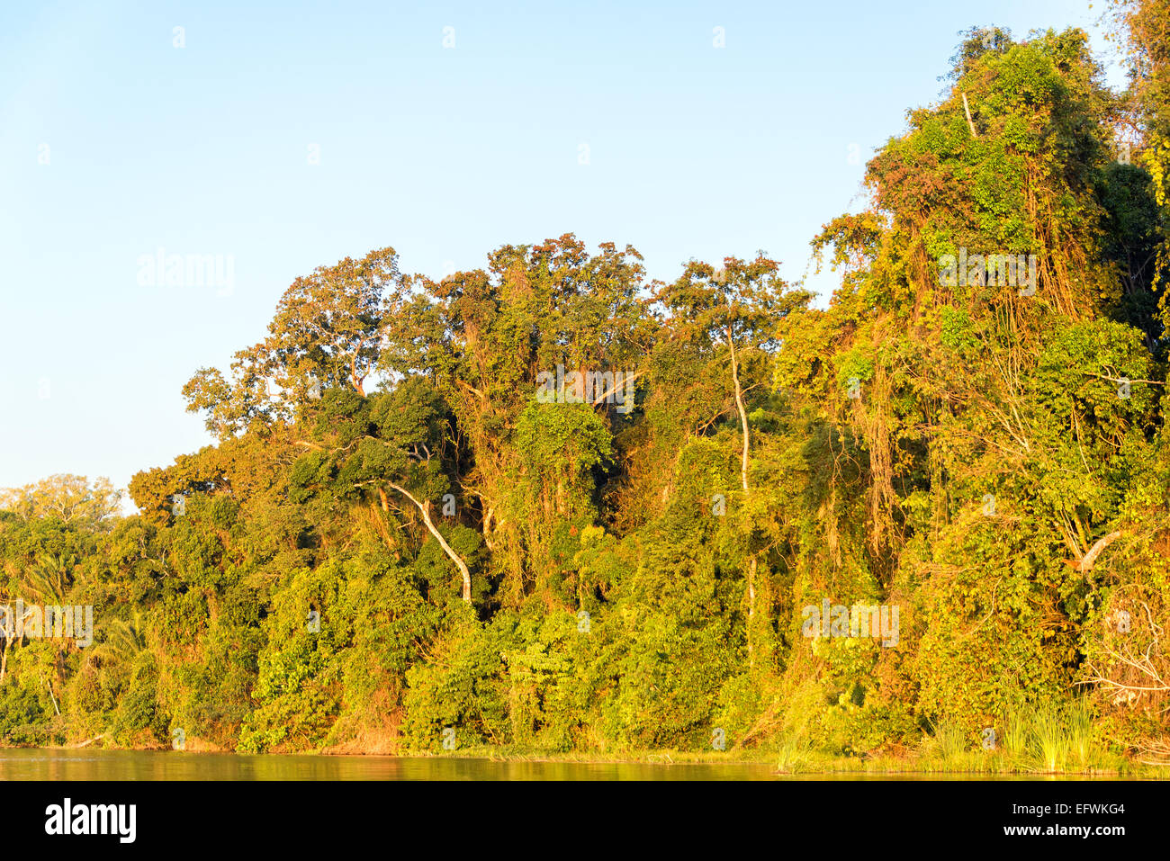 Foliage of the Amazon rainforest bathed in golden light at sunset in