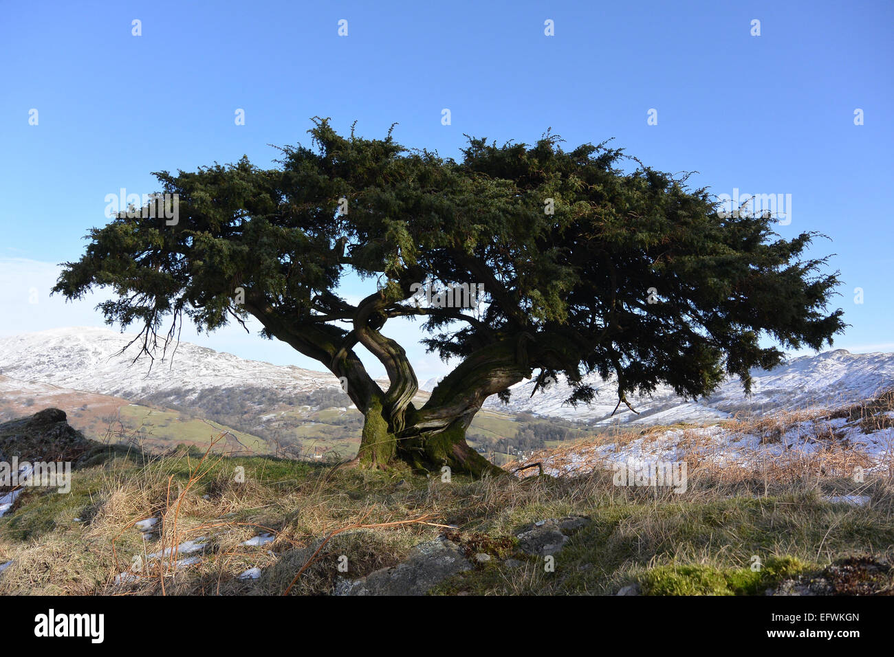 wild juniper tree in England Stock Photo