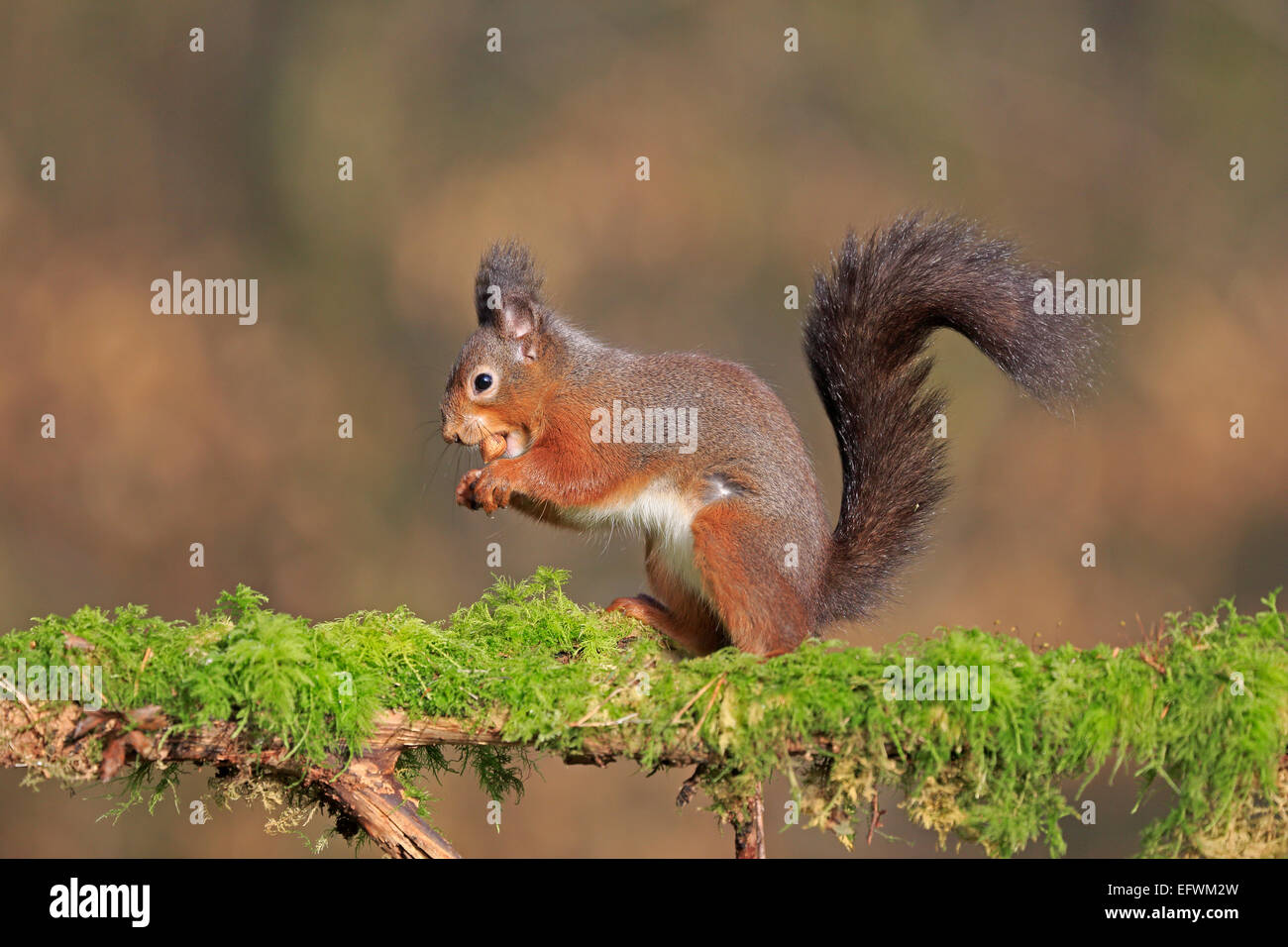 Red Squirrel on a moss covered log carrying a hazel nut Stock Photo