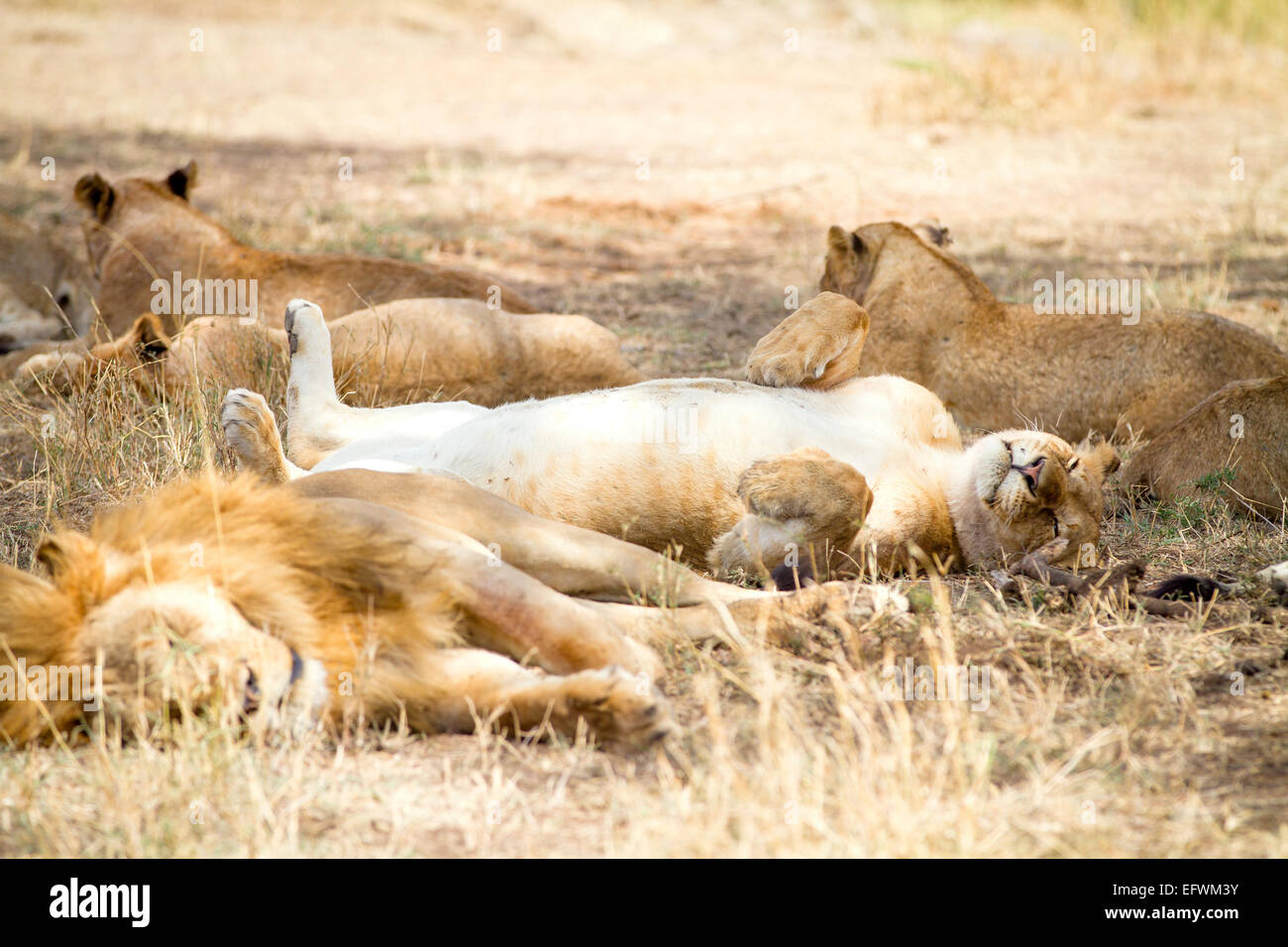 Cute lion sleeps on the back with paws in air Stock Photo