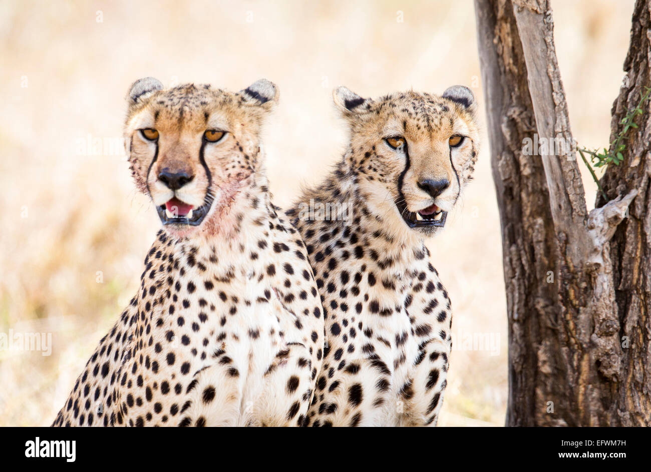 Two cheetahs rests after meal in Serengeti Stock Photo