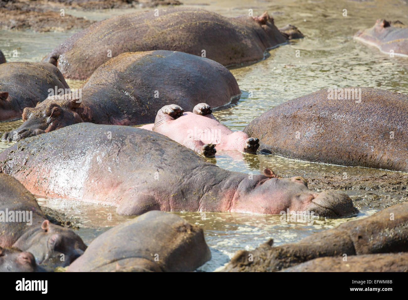 Young hippo sleeps upside down in water Stock Photo