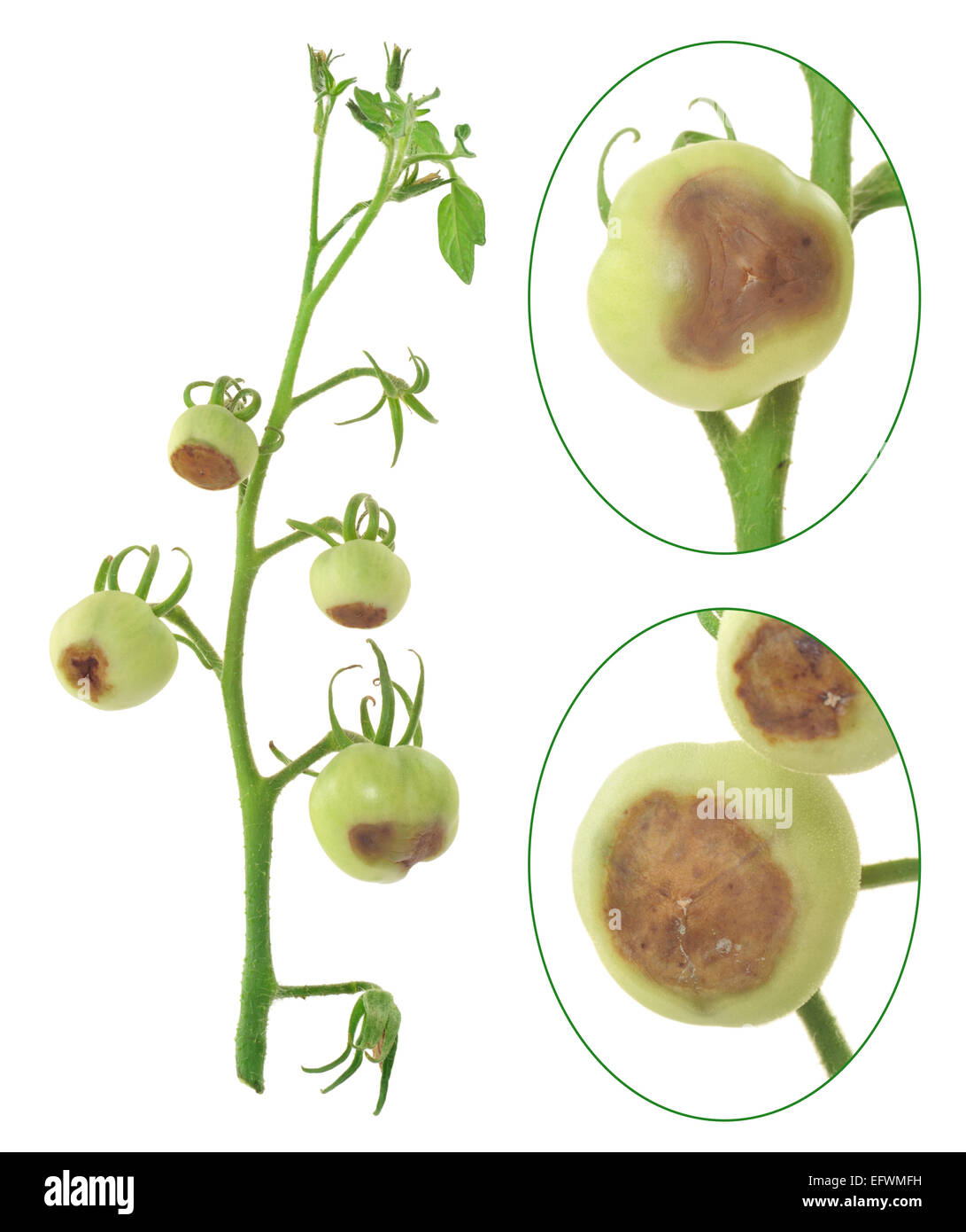 Blossom end rot of tomato Calcium deficiency plant disorder Stock